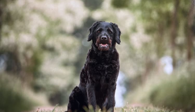 Vorschau von Hund Katze Herz Claudia von Ruffer Tierarztpraxis für kardiologische Untersuchungen