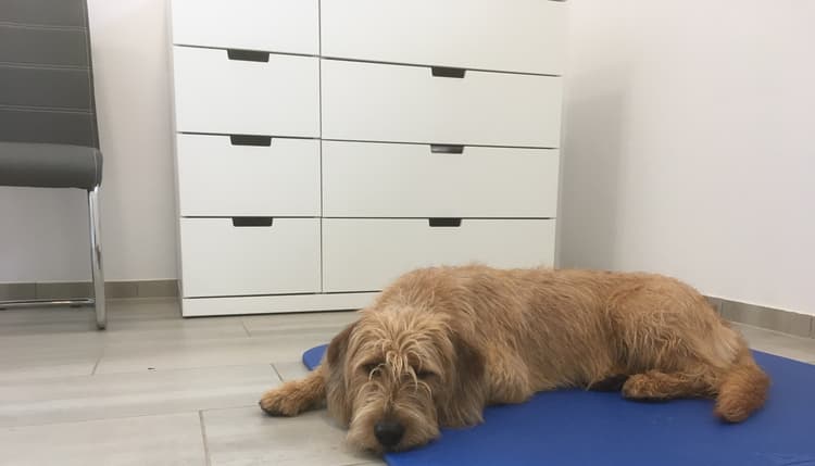 Preview of Tierärztliche Praxis für Chiropraktik - Karen Tappenbeck