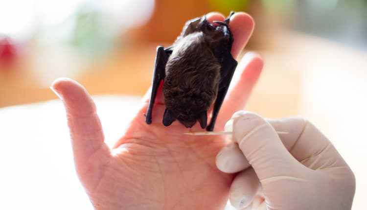 Vorschau von Karin Ulich Tierärztin