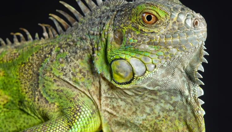 Vorschau von Tierarzt Dr. Ilina Bühler