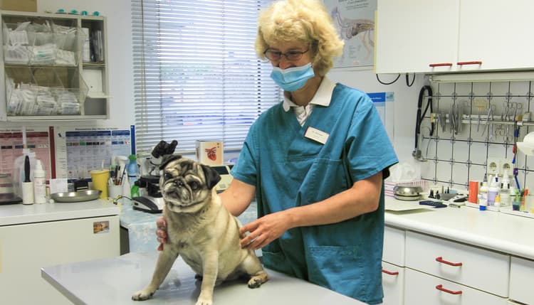 Vorschau von Dr. Marita Illenseer Tierärztin