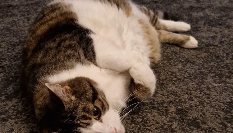 Vorschau von felmo Mobiler Tierarzt Magdeburg