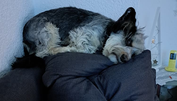 Vorschau von Constanze Lehmann Tierärztin