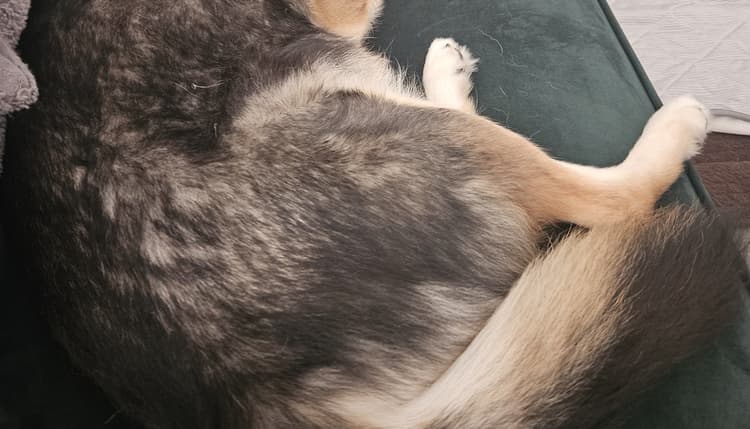 Vorschau von felmo Mobiler Tierarzt Stuttgart