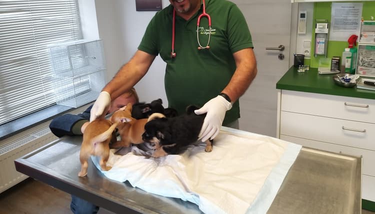 Vorschau von Ilztal Vet Tierärztliche Praxis für Groß und Kleintiere