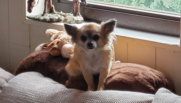 Vorschau von Elke Noppeney Tierärztin