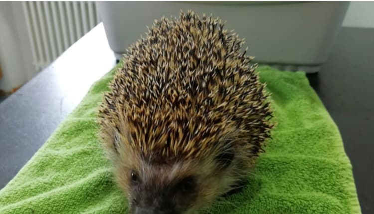 Vorschau von Dagmar Schmidt Tierärztin