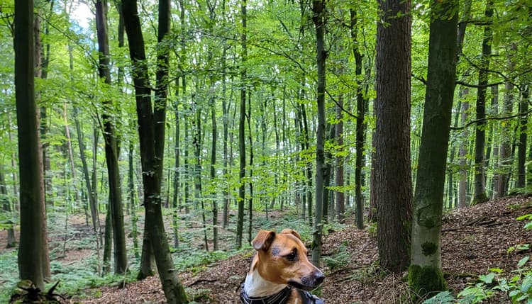 Vorschau von Marie-Luise Beaupoil Tierärztin