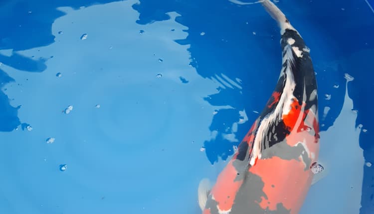 Vorschau von Lechleiter Dr. Sandra Fachtierarzt für Fische