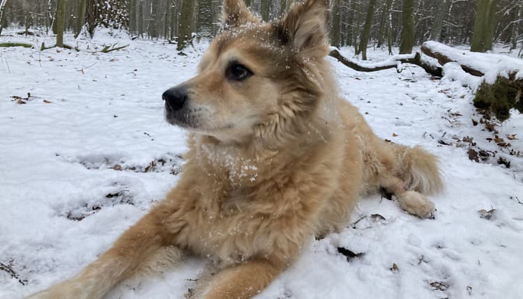 Vorschau von Cornelia Rossmanith Tierärztin