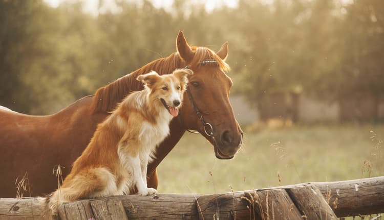 Vorschau von Tierarztpraxis Donnadieu - Chiropraktik & Osteopathie für Pferde und Hunde