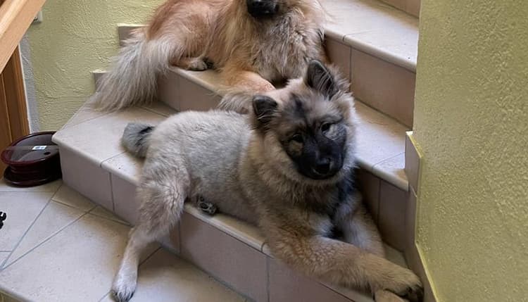 Vorschau von Daniela Rose Tierärztin