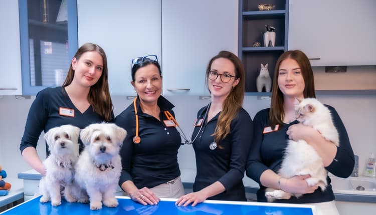 Vorschau von Tierpraxis im Zooviertel | Fachpraxis Tierzahnheilkunde & Innere Medizin, Fachtierärztliche Praxis für Kleintiere