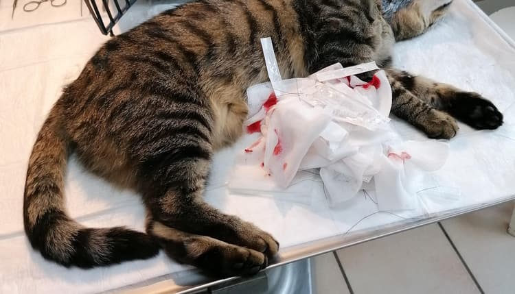 Vorschau von Tierarzt Niesler