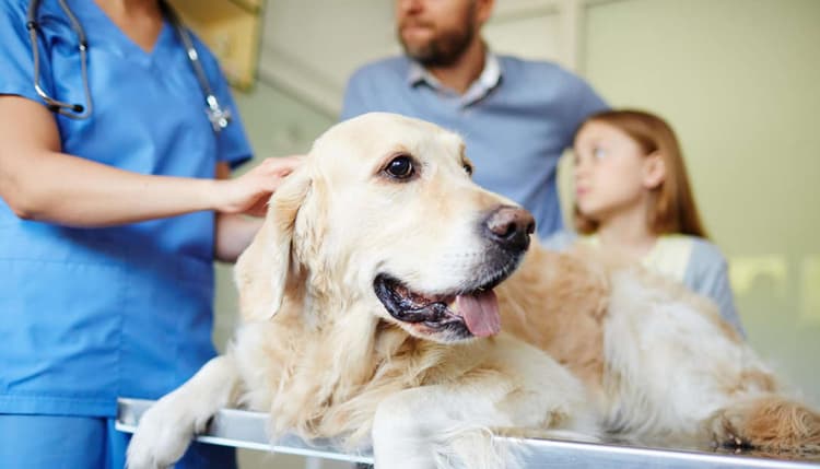 Vorschau von Tierärzte IVC Evidensia GmbH Tierarztpraxis Büttner