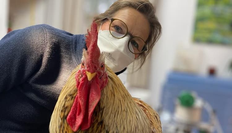 Vorschau von Praxis für Kleintiere Dr. Katja Taubhorn