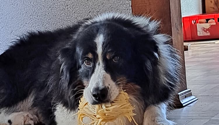 Vorschau von Anke Unzeitig Tierärztin