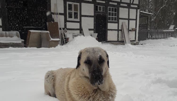 Vorschau von Tierarztpraxis Heinrich Stolze