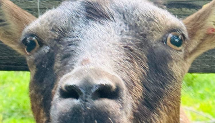 Vorschau von Tierarztpraxis Tegtmeyer - für Großtiere