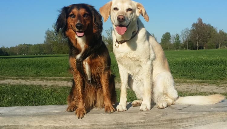 Vorschau von Tierärzte Pfaffenhausen