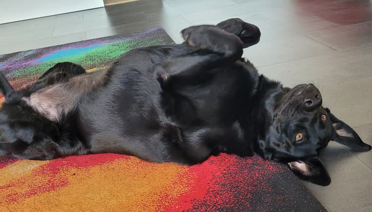 Vorschau von Kleintierpraxis Dr. Guggolz
