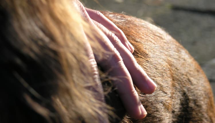 Vorschau von Veterinär-Chiropraktik Anne Pradel _ Ganzheitliche Tiermedizin für Pferde