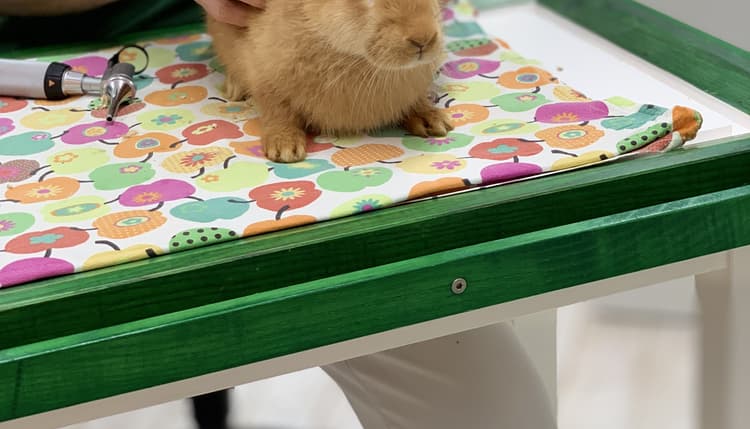 Vorschau von Tierarzt Dr. med. vet. Roland Tammer, Kleintierpraxis
