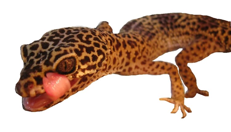 Vorschau von Reptilientierarzt Kornelis Biron