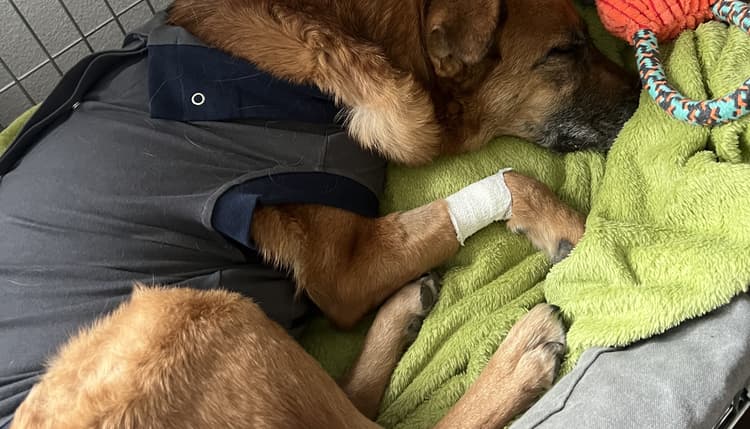 Vorschau von Tierärztliche Klinik Gessertshausen Altano GmbH