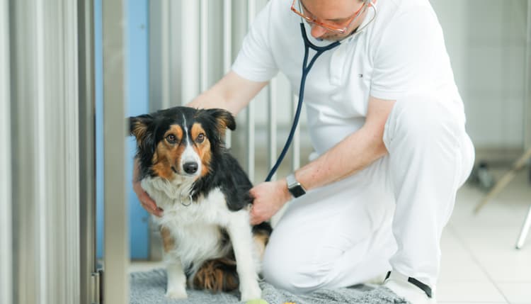 Vorschau von Tierklinik Ismaning