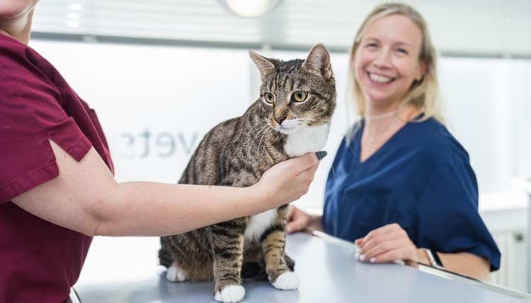 Vorschau von Tierarzt Berlin, vets for cats Berlin - Tierarztpraxis für Katzen