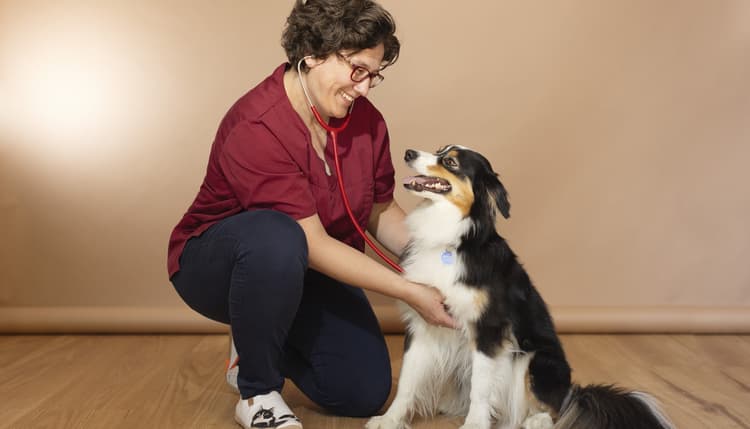 Vorschau von Tierarztpraxis Dr. Diana Ruf