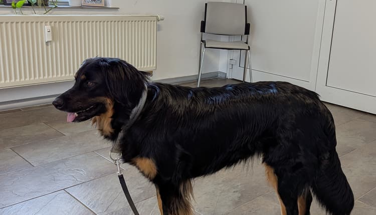 Vorschau von Dr. Antje Trogisch, Fachtierärztin für Klein-und Heimtiere/ Kardiologie