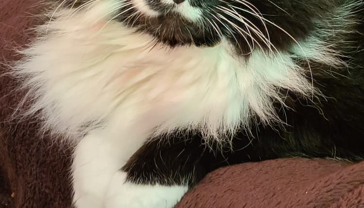 Vorschau von Kleintierpraxis Dr. Breuer