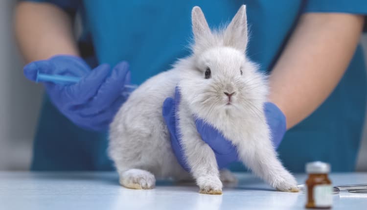 Vorschau von Tierarzt Stuttgart, Tierarzt Dr. Jörg Richter