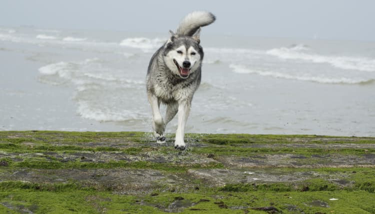 Vorschau von Tierarztpraxis Pfahl-Kreis, pets-in-motion