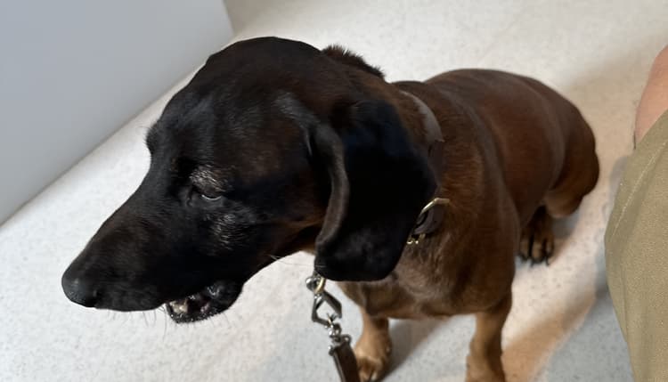Vorschau von Tierarztpraxis Dogs-Doc