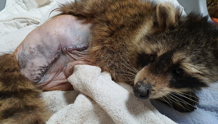 Preview of Tierklinik Großmoor