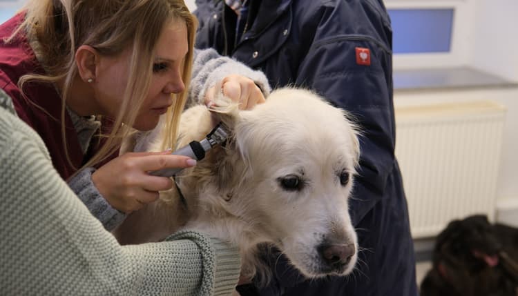 Preview of Tierklinik für Naturheilkunde am Förderturm mit Tierärztlicher Abteilung