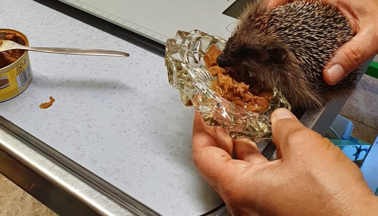 Vorschau von Beatrice Blaurock Tierärztin