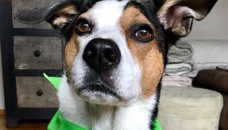 Vorschau von BrainCheck.Pet - Tierärztliche Praxis für Epilepsie (Tierarzt)