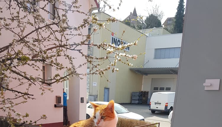 Vorschau von TAP Dres. Nowakowski