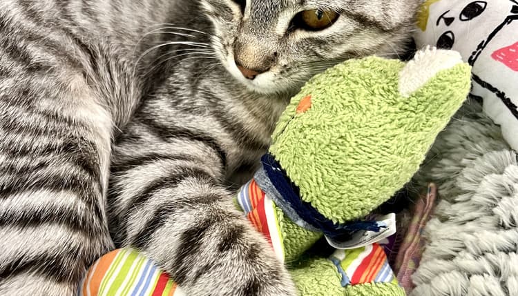 Vorschau von Tierärztin Dr. med. vet. Elena Klein-Chirca