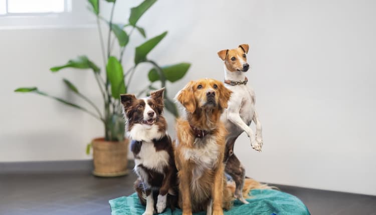 Vorschau von Zentrum für ganzheitliche Tiergesundheit, Tierarzt Gevelsberg