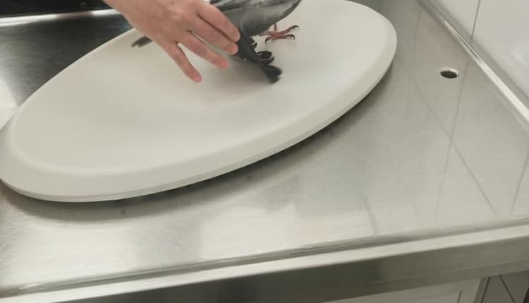 Vorschau von Tierklinik Krauß