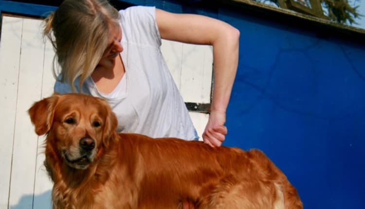 Vorschau von Daniela Heinemann - Chiropraktik für Hunde