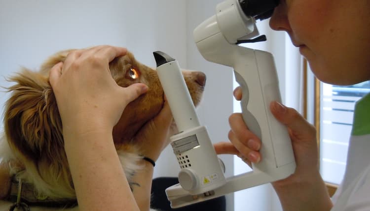 Vorschau von Tierärztliche Spezialpraxis für Augenheilkunde - Dr. Anja Engelhardt