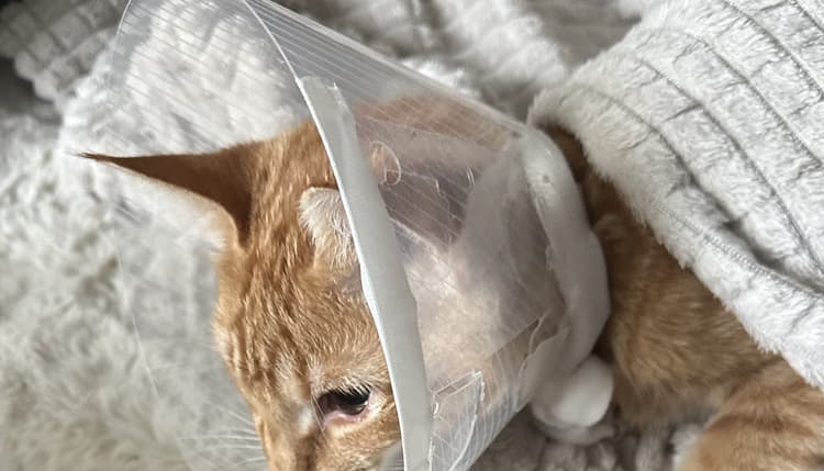 Vorschau von felmo Mobiler Tierarzt Hamburg