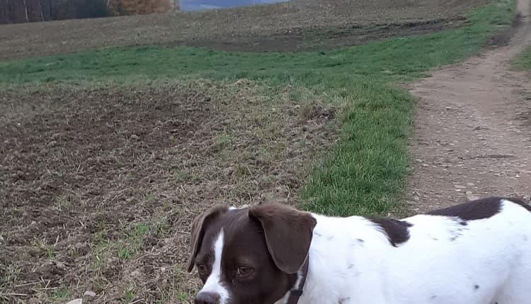 Vorschau von Tierarzt Hagen Simon