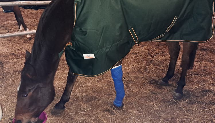 Vorschau von Equine Health Care Dres. Gerlach & Banse